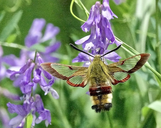 broad-bordered bee hawkmoth